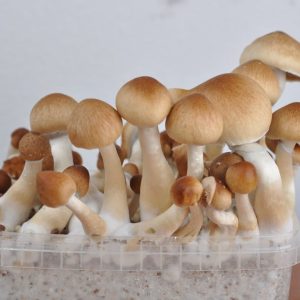 FRESH MUSHROOMS GROW KIT 'MEXICAN'