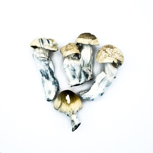 psilocybin mushrooms in texas