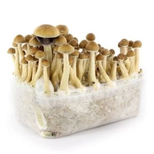 FRESH MUSHROOMS GROW KIT 'B+'